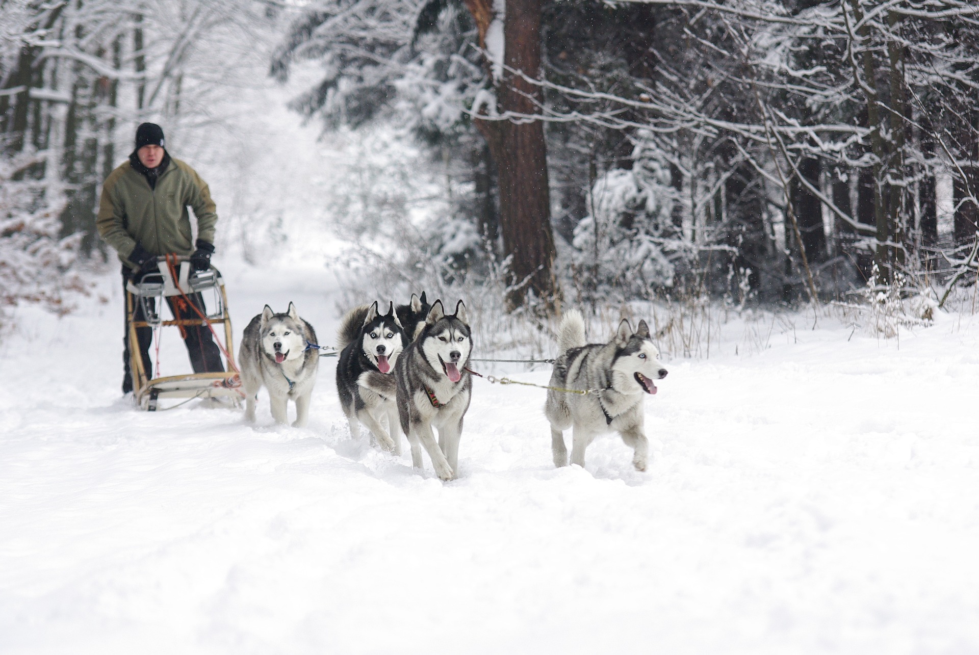 Enjoying a ride with Krabloonik Dogsled Rides