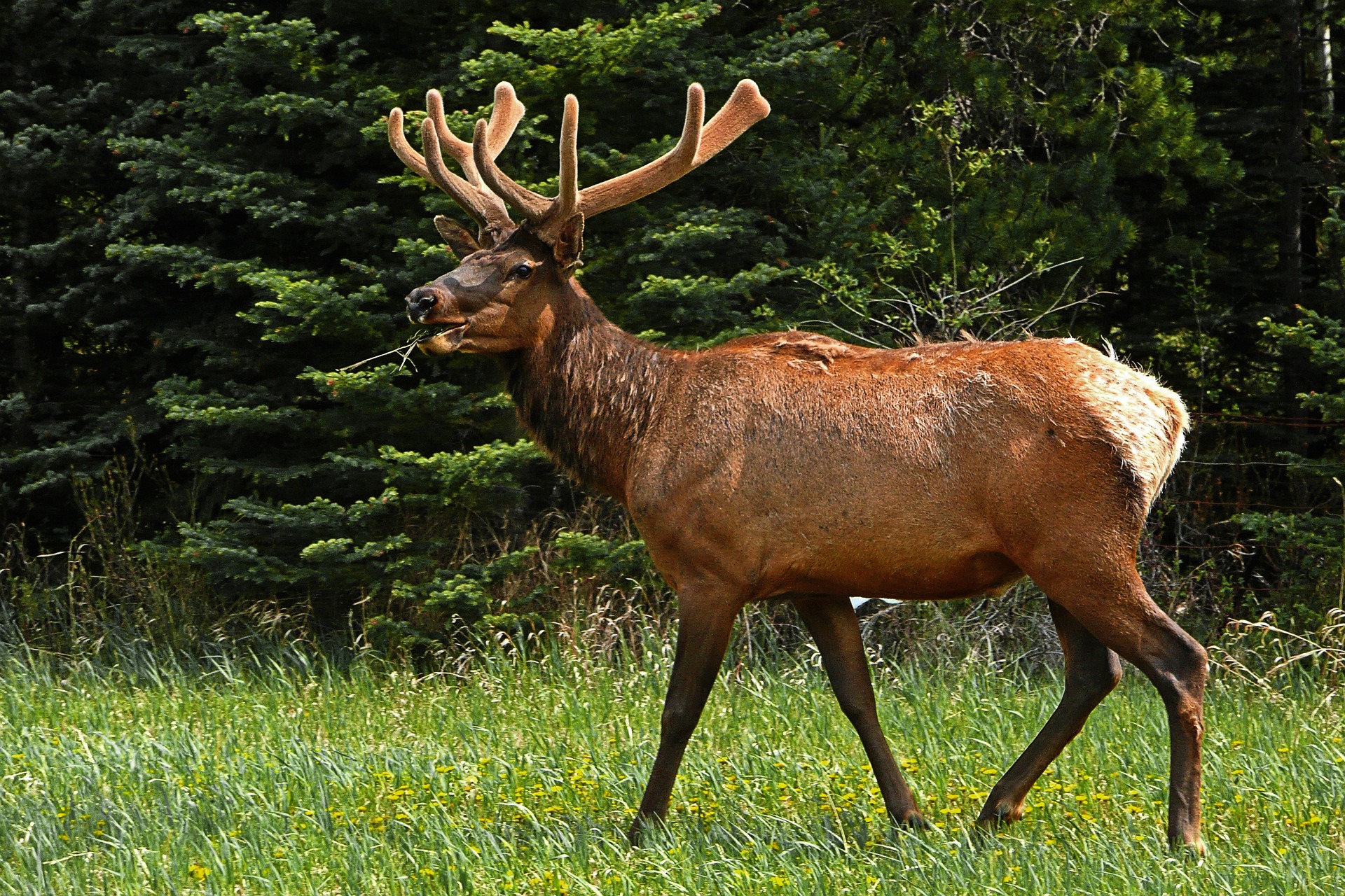See elk and more while enjoying Snowmass scenic driving