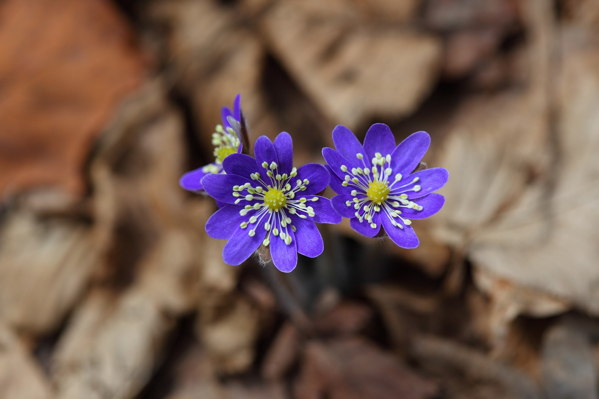 See wildflowers and more this memorial day in Snowmass